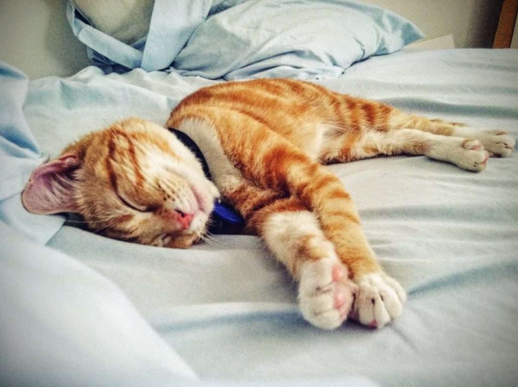 An orange tabby cat lying on its side on a bed in Boise, licking its paw.
