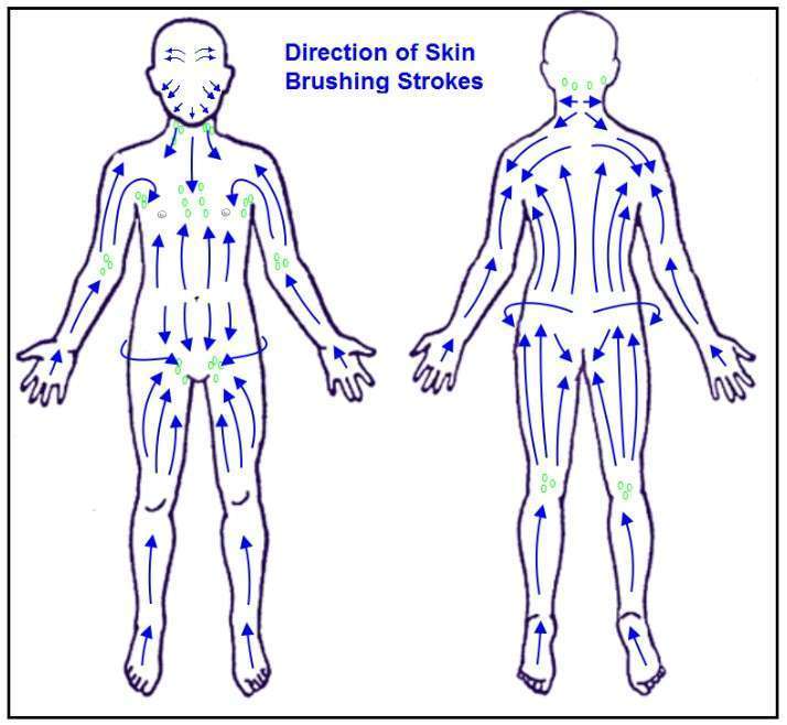 Illustration depicting the recommended directions for skin brushing on the human body as per naturopathic medicine principles.