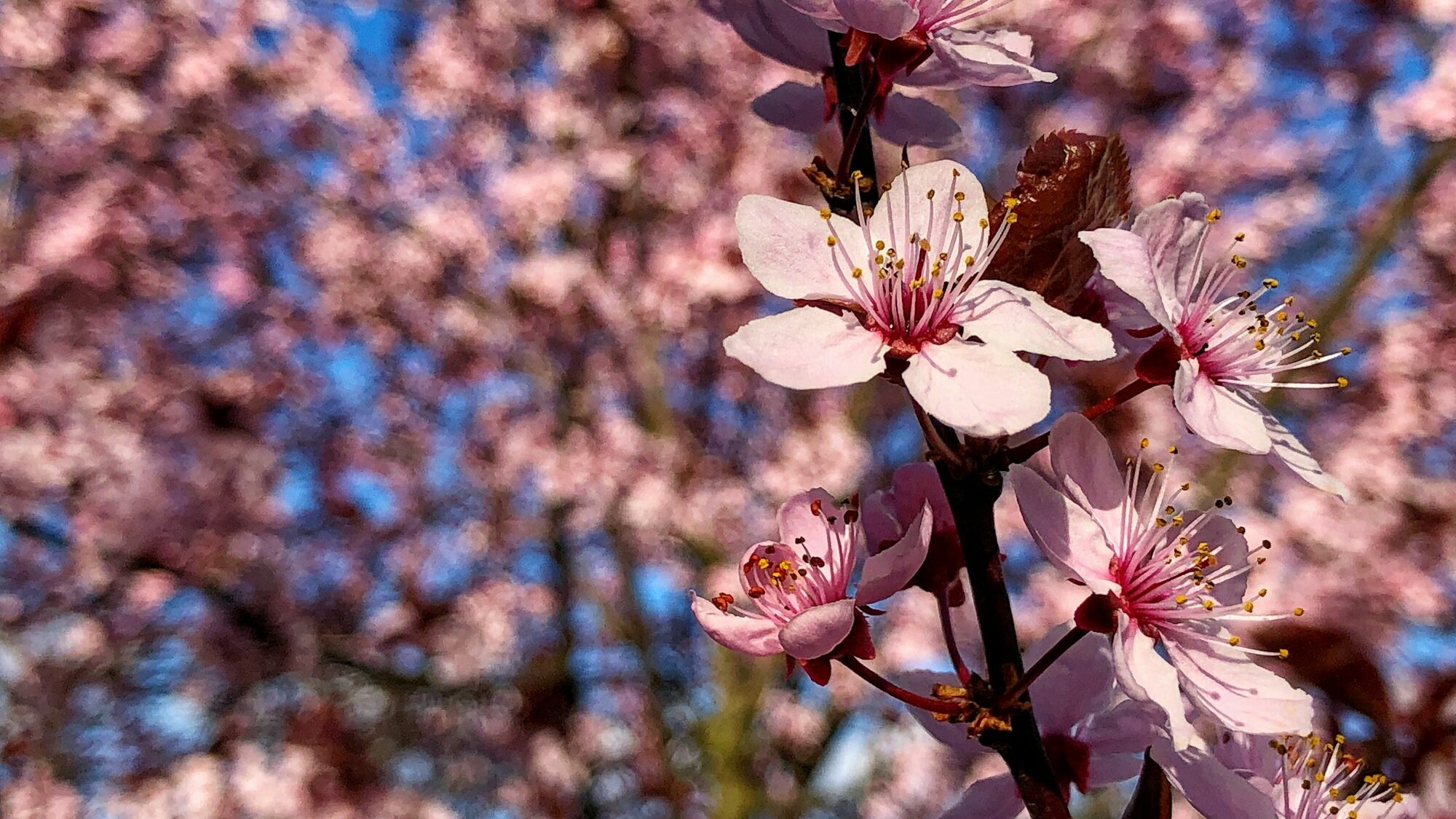 Spring flowers on trees in Boise and Meridian Idaho