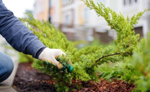 Gardener mulching with pine bark juniper plants in the yard. Seasonal works in the garden.