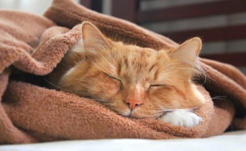 Pet domestic ginger cat sleeping in a blanket in winter